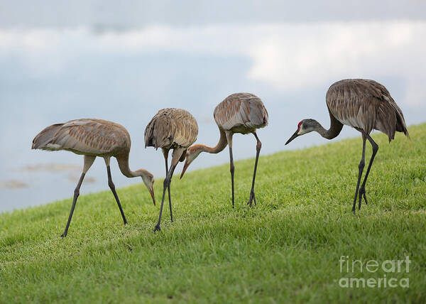 Sandhill Cranes Poster featuring the photograph Look What I Found by Carol Groenen