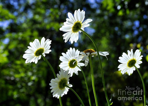 Nava Jo Thompson Poster featuring the photograph Loving Daisies by Nava Thompson