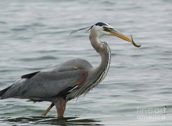 Blue Heron Greeting Card Poster featuring the photograph Lunch by Johanne Peale