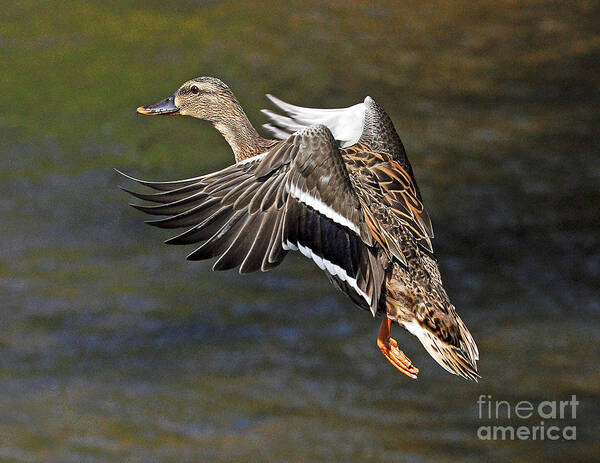 Duck Poster featuring the photograph Mallard Landing by Rodney Campbell