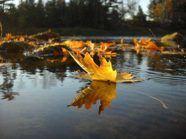 Maple Leaf Poster featuring the photograph Maple Leaf Floating in River by Kent Lorentzen