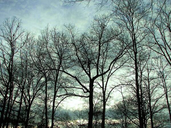 Trees Poster featuring the photograph Mirage in the Clouds by Pamela Hyde Wilson