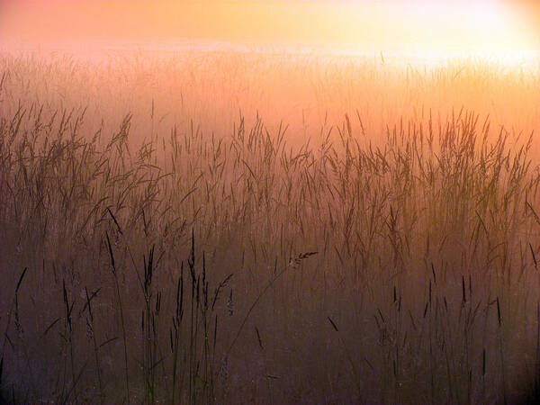 Sun Poster featuring the photograph Misty Sunrise by I'ina Van Lawick