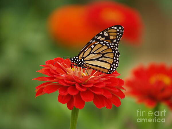  Poster featuring the digital art Monarch and Red Zinnia by Denise Dempsey Kane