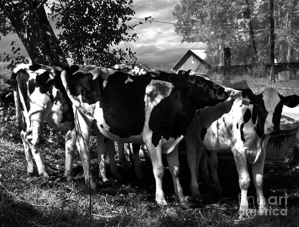 Agriculture Greeting Cards Poster featuring the photograph Morning Sun Cascading Intricate Shadows by Danielle Summa