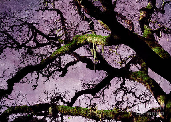 Windy Hill Poster featuring the photograph Moss on an Oak Tree Branch by Laura Iverson