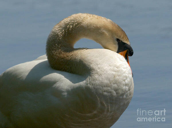 Mute Swan Poster featuring the photograph Mute Swan by Sharon Talson