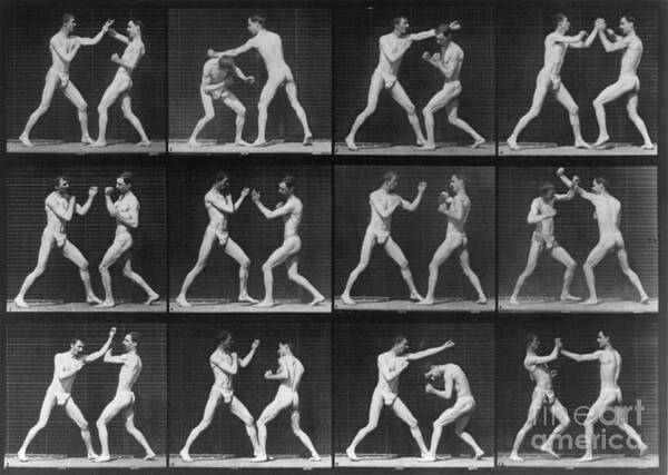 Technology Poster featuring the photograph Muybridge Locomotion, Men Boxing, 1887 by Photo Researchers