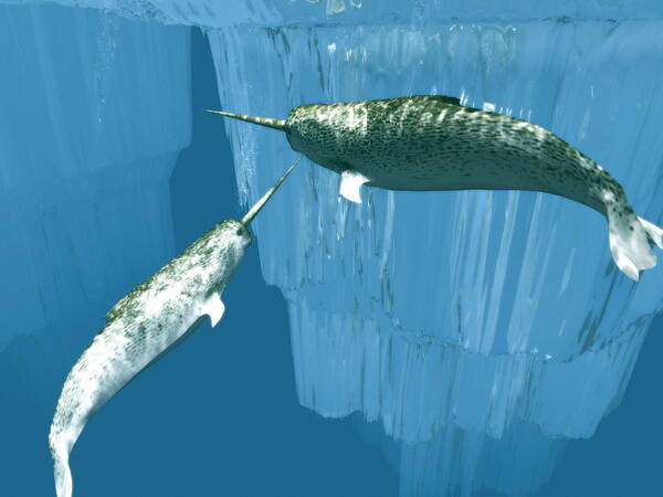Narwhal Poster featuring the photograph Narwhals by Christian Darkin