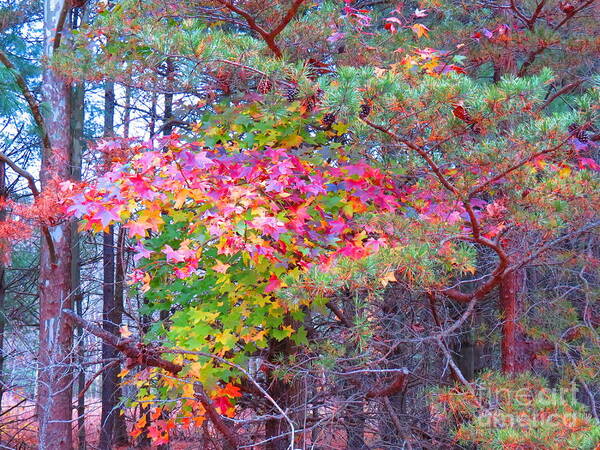 Tree Poster featuring the photograph Nature's Psychedelic by Rrrose Pix