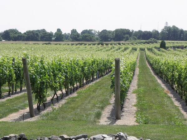 Vineyards Poster featuring the photograph Newport Vineyards by Kim Galluzzo