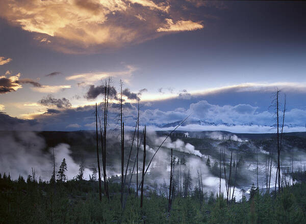 00173508 Poster featuring the photograph Norris Geyser Basin With Steam Plumes by Tim Fitzharris