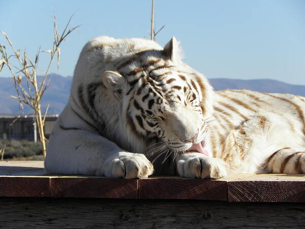 Tiger Poster featuring the photograph Oh What Big Feet You Have by Kim Galluzzo