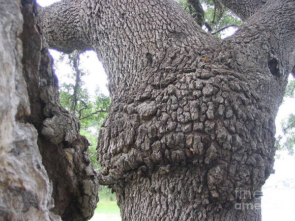 Live Oak Poster featuring the photograph Old Couple by Mark Robbins