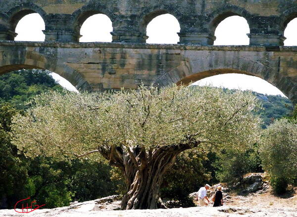 Colette Poster featuring the photograph Old Olive Tree under the Pond de Gard France by Colette V Hera Guggenheim