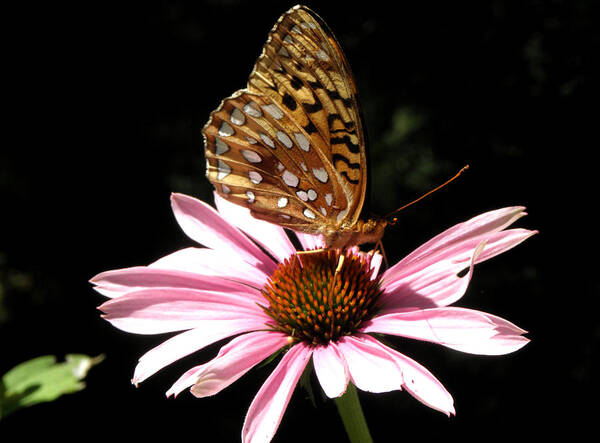 Butterfly Poster featuring the photograph One With Nature by Kim Galluzzo