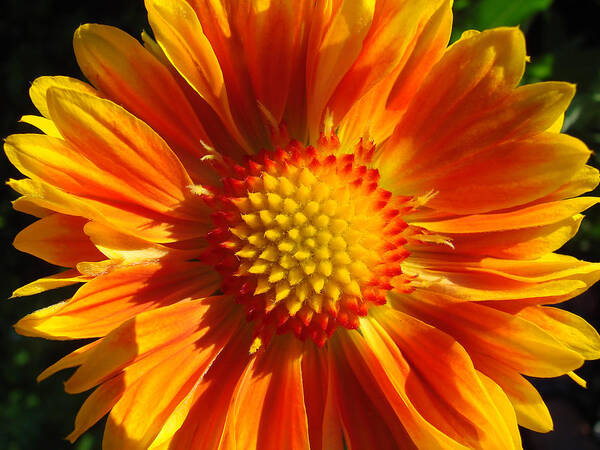 Close-up Poster featuring the photograph Oranges and Lemons Gaillardia by Ronda Broatch