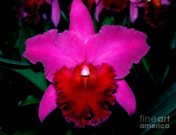 Orchid Poster featuring the photograph Orchid 10 by Terry Elniski