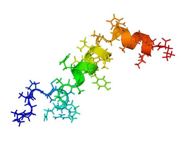 Orexin-a Poster featuring the photograph Orexin-a Hormone Molecule by Laguna Design