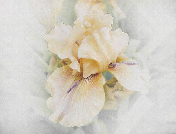 Iris Poster featuring the photograph Pale Beauty by Lynn Wohlers