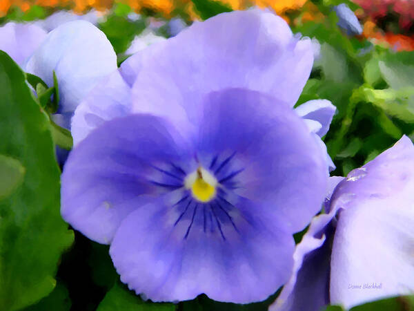 Pansies Poster featuring the digital art Pansies In The Outfield by Donna Blackhall