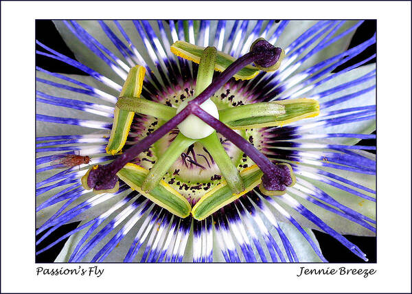Passion Flower Poster featuring the photograph Passion's Fly by Jennie Breeze