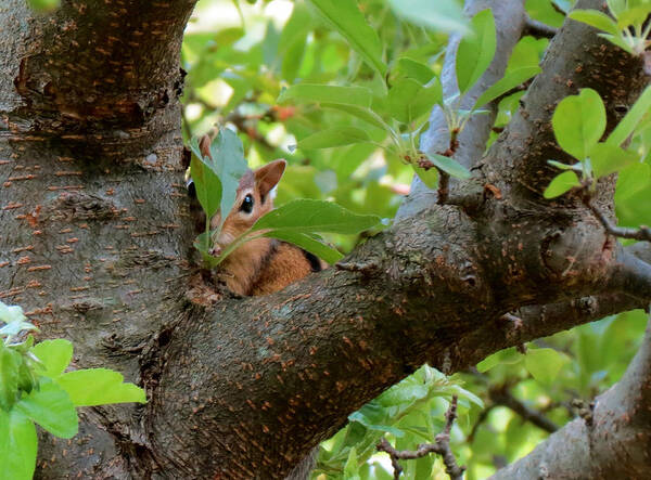 Chipmunk Poster featuring the photograph Peeking Chipmunk by Azthet Photography