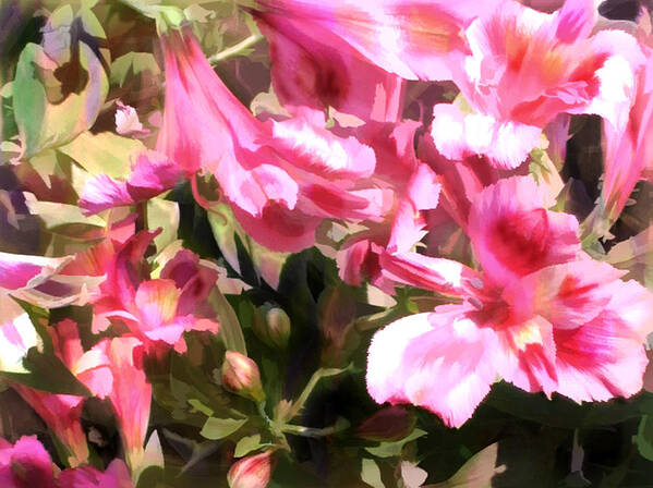 Alstroemeria Flower Flowers Pink Garden Flora Floral Nature Natural Poster featuring the painting Pink Alstroemeria by Elaine Plesser