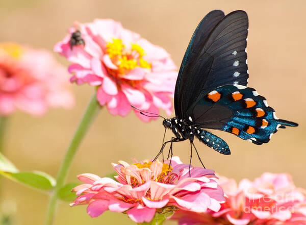 Fauna Poster featuring the photograph Pink and Blue by Sari ONeal