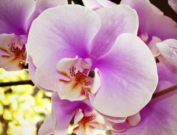 Artistic Poster featuring the photograph Pink Orchid by Joe Carini - Printscapes