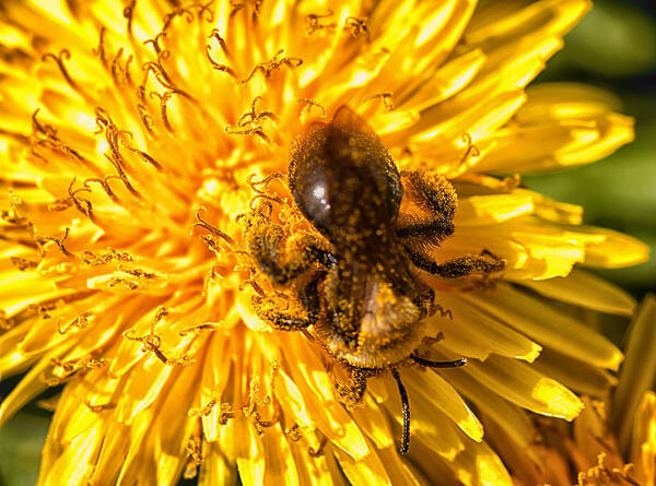 Bee Poster featuring the photograph Pollinating by Linda Tiepelman