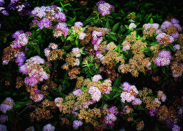 Flowers Poster featuring the photograph Poppin Floral Bush by Bill and Linda Tiepelman