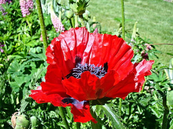 Poppy Poster featuring the photograph Poppy by Nick Kloepping