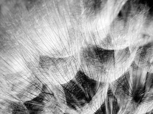 Flower Poster featuring the photograph Pretty Weed by Mary Lane