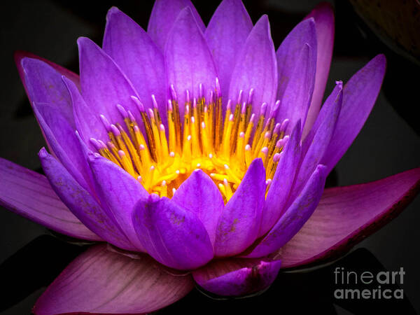Waterlily Poster featuring the photograph Purple Caress by Stacy Michelle Smith