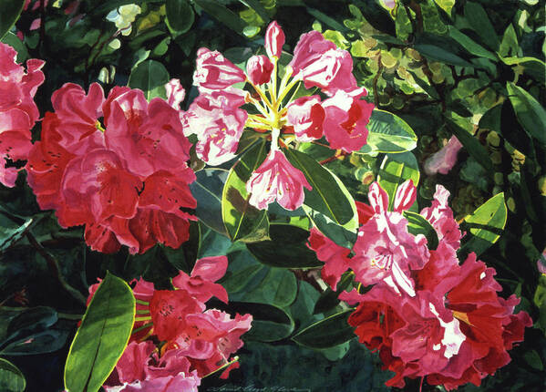 Flower Poster featuring the painting Red Rhodos by David Lloyd Glover