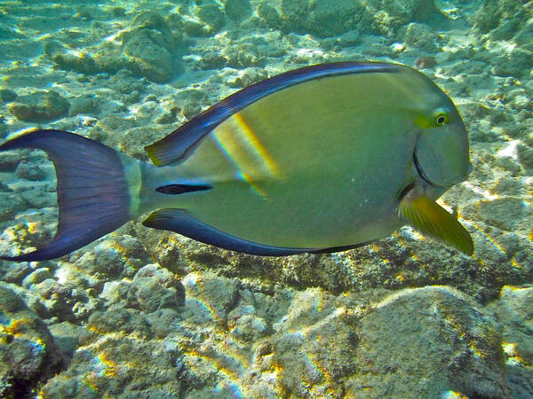 Acanthurus Poster featuring the photograph Ringtail Surgeonfish by Michael Peychich