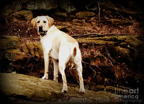 Yellow Lab Poster featuring the photograph Rocky by Melissa Nickle