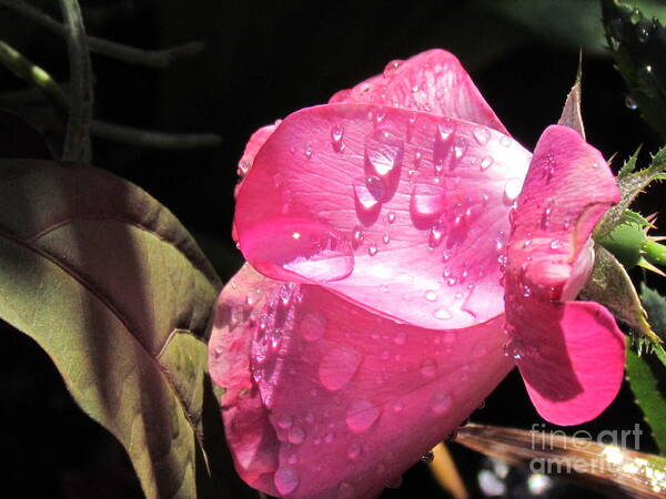 Pink Rose Poster featuring the photograph Rosy Morning by Sandra Presley