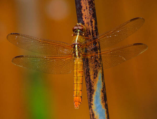 Dragonfly Poster featuring the photograph Rusted Hope by Toma Caul