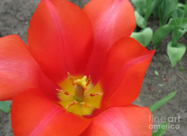 Scarlet Tulip Poster featuring the photograph Scarlet Tulip by Ausra Huntington nee Paulauskaite