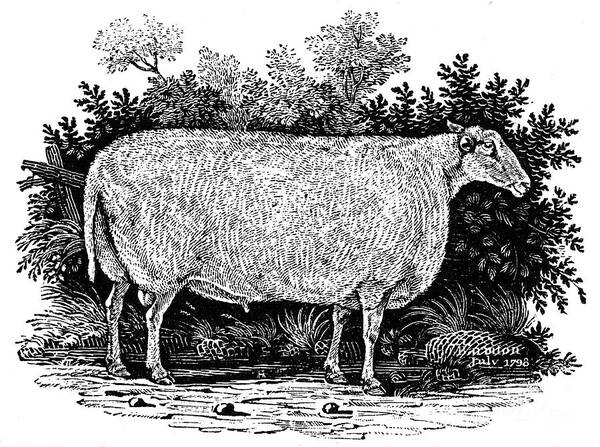 1798 Poster featuring the photograph Sheep, 1798 by Granger