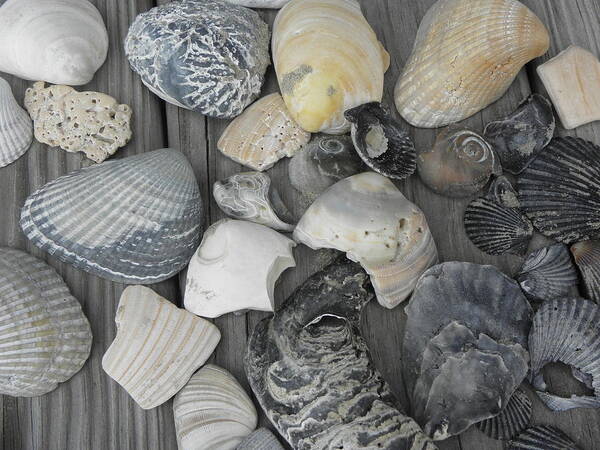 Sea Shells Poster featuring the photograph Shells Shells Shells by Kim Galluzzo