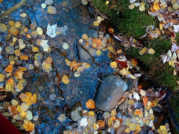 Creek Flowing Poster featuring the photograph SHORELINES - Campbell Creek by William OBrien