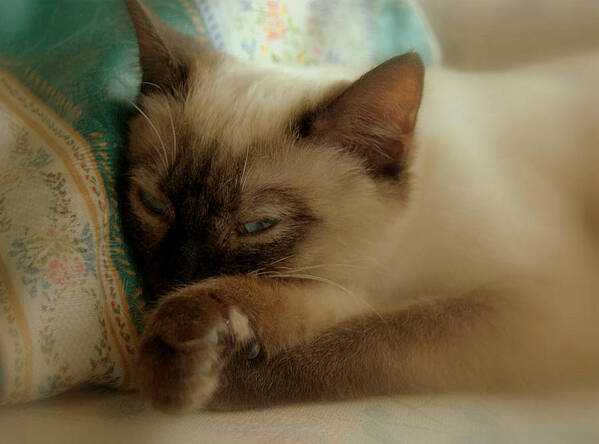 Pets Poster featuring the photograph Siamese Beauty by Caroline Stella