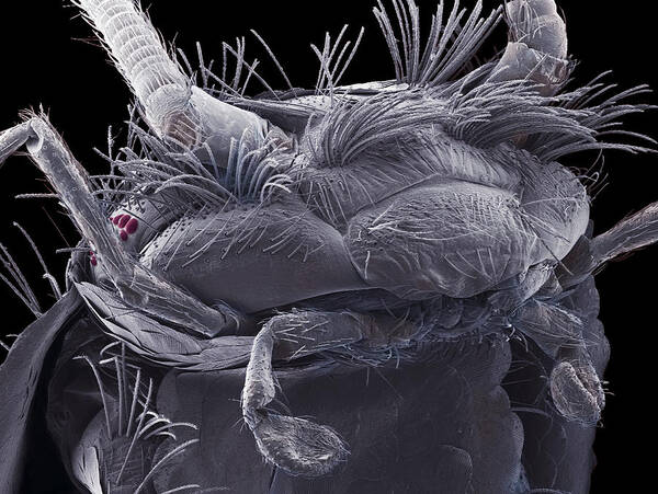 Lepisma Saccharina Poster featuring the photograph Silverfish Head, Sem by Steve Gschmeissner