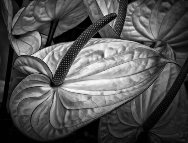 Anthurium Poster featuring the photograph Silvery sheen by Shirley Mitchell