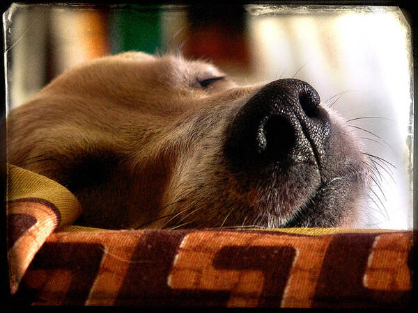 Dog Poster featuring the photograph Sleeping beauty by Alessandro Della Pietra