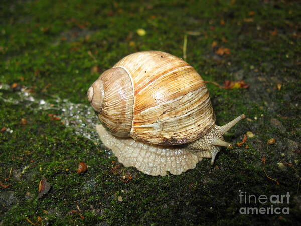 Snail Poster featuring the photograph Snail crossing the path 01 by Ausra Huntington nee Paulauskaite