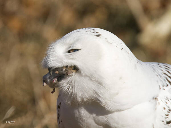 Snowy Owl Poster featuring the photograph Snowy Owl lunch by Don Anderson